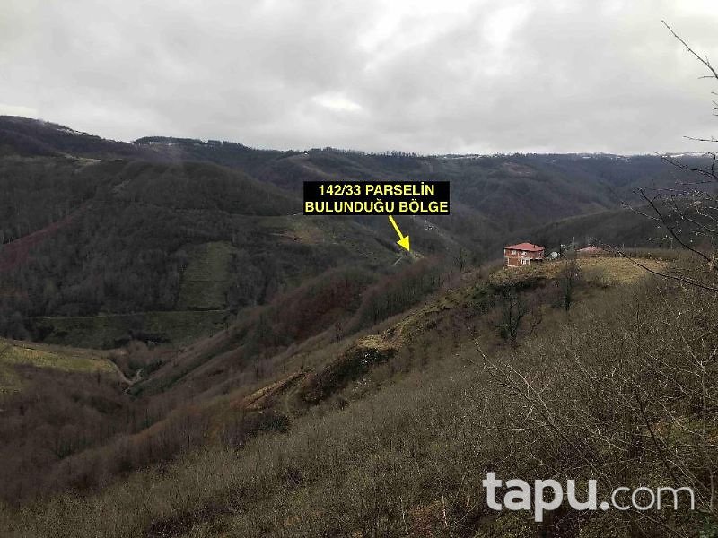 Ordu Ünye Pelitliyatak Ortamahalle Mahallesinde 2 Dönüm Tarla