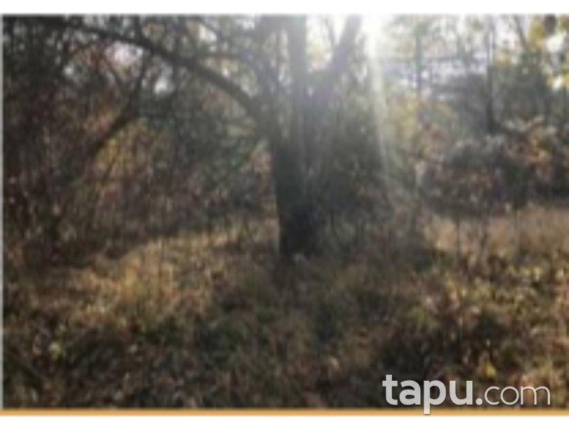 Ankara Nallıhan Çalıcaalan Mahallesinde 1 Dönüm Tarla