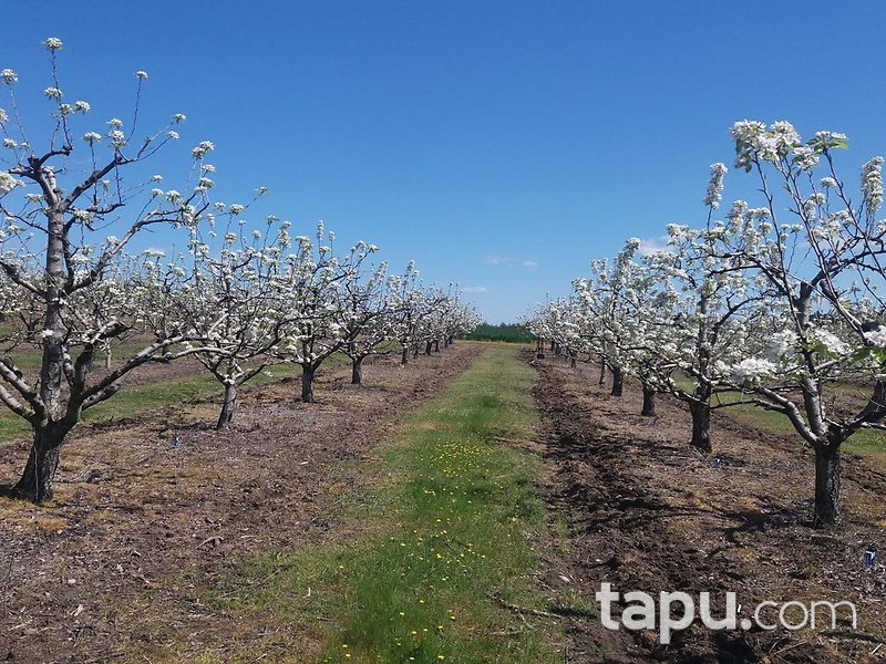 Kırklareli Babaeski Yenimahalle Köyünde 7 Dönüm 450 Ağaçlı Armut Bahçesi