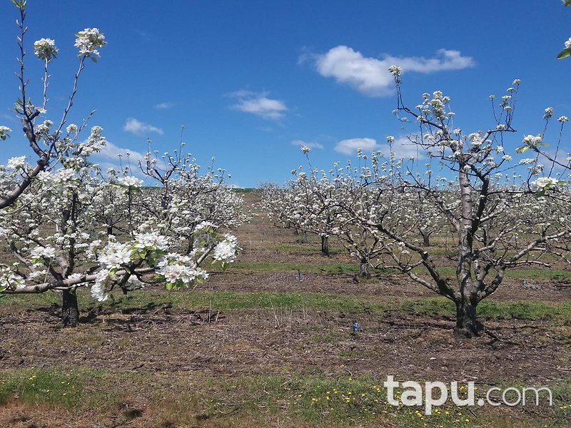 Kırklareli Babaeski Yenimahalle Köyünde 7 Dönüm 450 Ağaçlı Armut Bahçesi