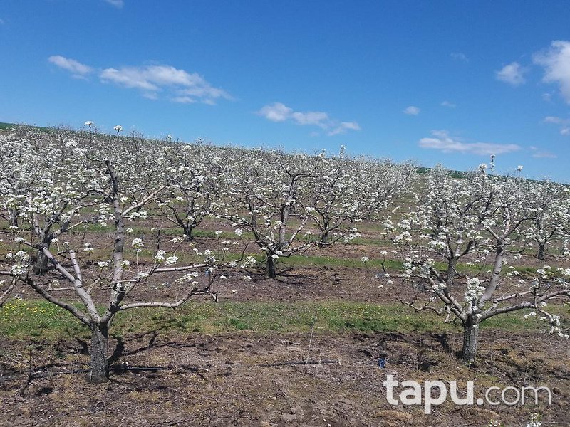 Kırklareli Babaeski Yenimahalle Köyünde 7 Dönüm 450 Ağaçlı Armut Bahçesi