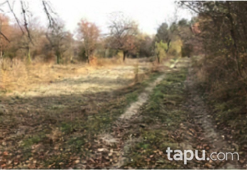 Ankara Nallıhan Çalıcaalan Köyünde 3659 m2 Tarla