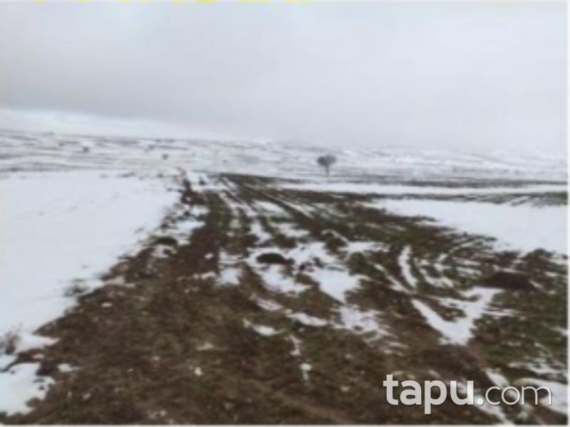 Afyonkarahisar Bolvadin Yörükkaracaören Köyü 18 Dönüm Tarla