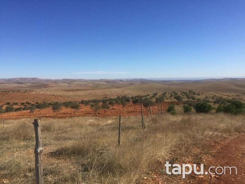 Gaziantep Oğuzeli Subaşı Mahallesinde 16 Dönüm Tarla