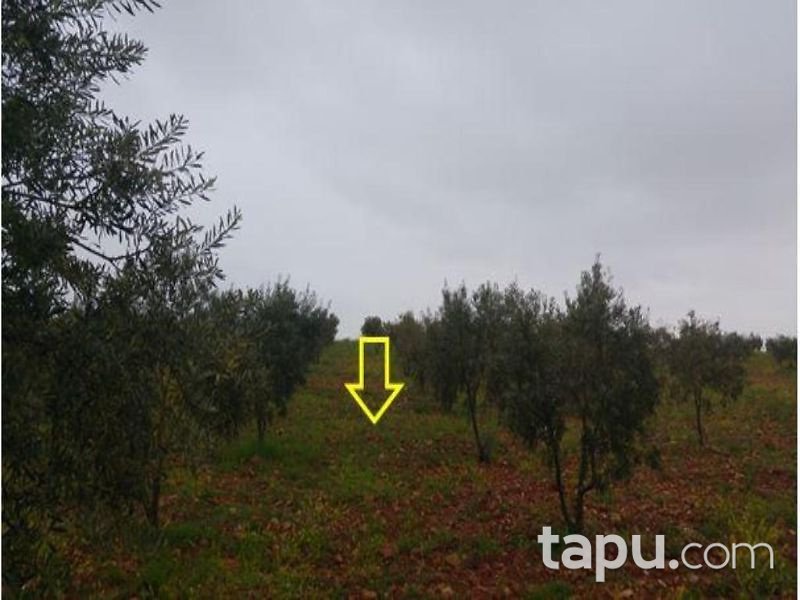 Gaziantep Şehitkamil Sinan Mahallesinde 20 Dönüm Tarla