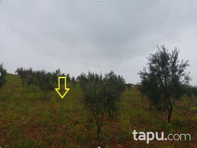 Gaziantep Şehitkamil Sinan Mahallesinde 20 Dönüm Tarla