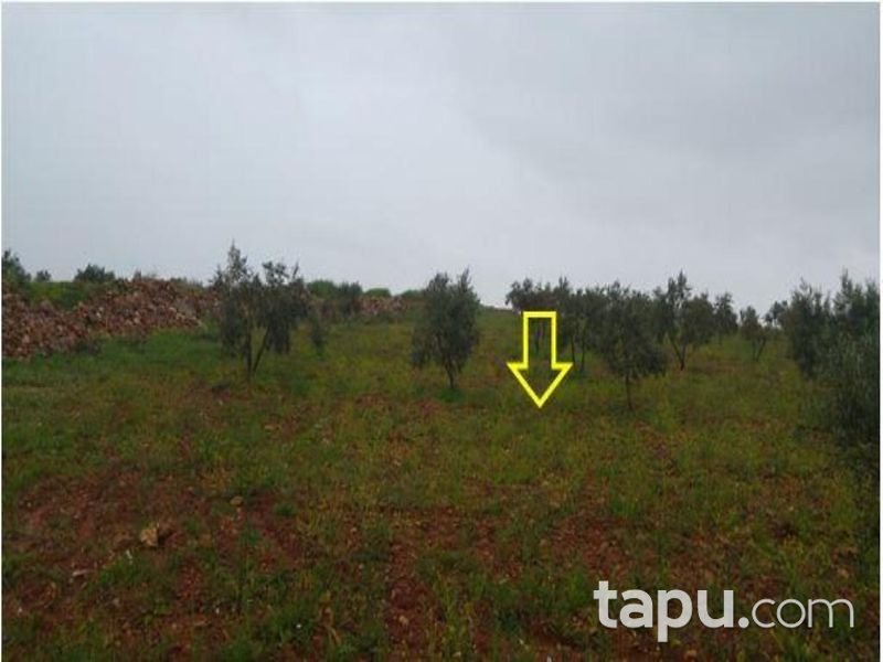 Gaziantep Şehitkamil Sinan Mahallesinde 20 Dönüm Tarla