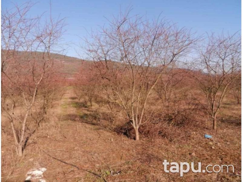 Bilecik Osmaneli Çerkeşli Köyünde 4207 m2 Tarla