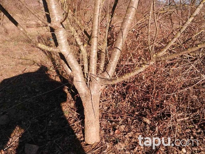 Bilecik Osmaneli Çerkeşli Köyünde 4207 m2 Tarla