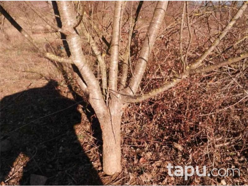 Bilecik Osmaneli Çerkeşli Köyünde 4207 m2 Tarla