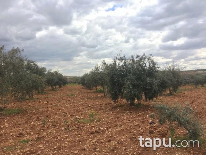Gaziantep Oğuzeli Altınyurt Mahallesinde 8100 m2 Bahçe