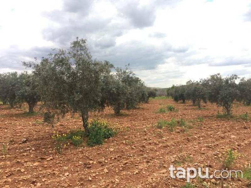 Gaziantep Oğuzeli Altınyurt Mahallesinde 8100 m2 Bahçe