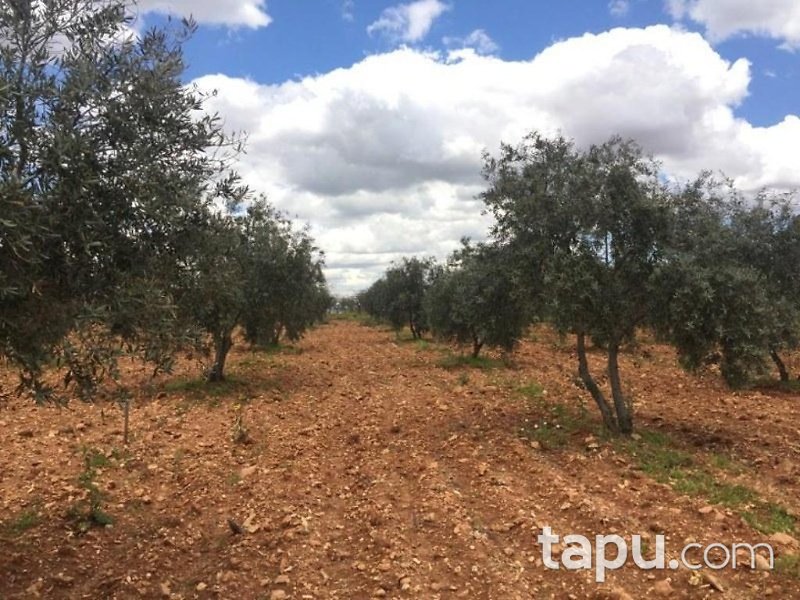 Gaziantep Oğuzeli Altınyurt Mahallesinde 8100 m2 Bahçe