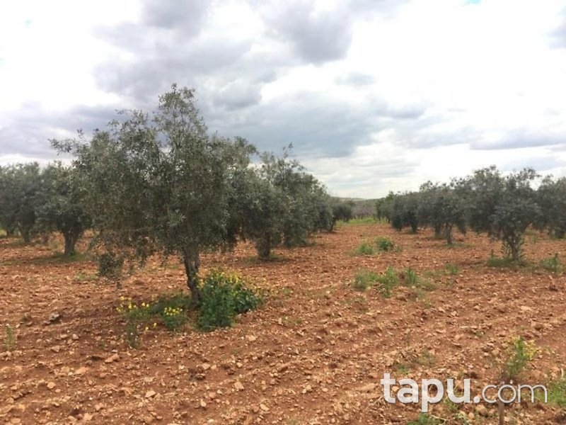 Gaziantep Oğuzeli Altınyurt Mahallesinde 8100 m2 Bahçe