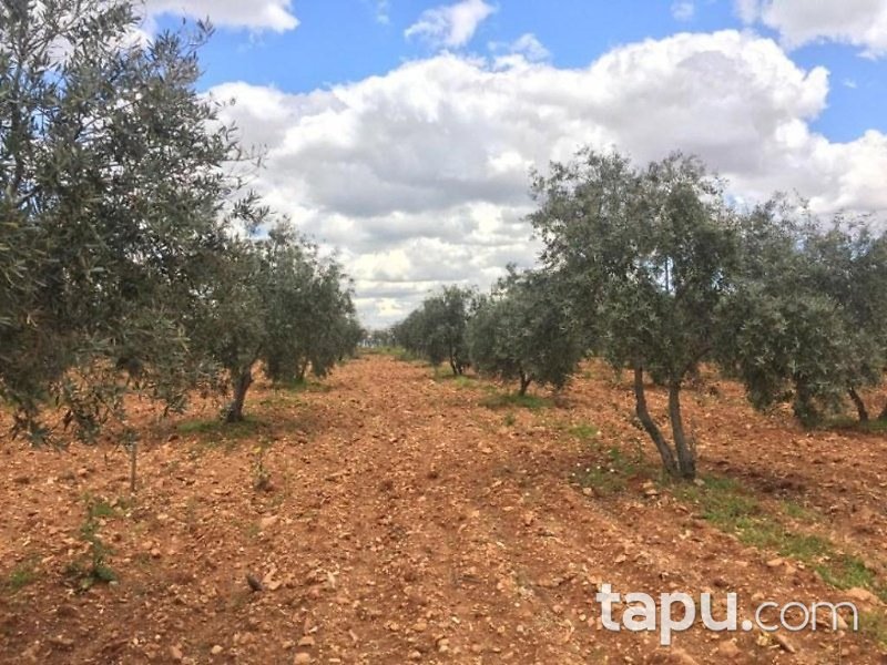 Gaziantep Oğuzeli Altınyurt Mahallesinde 8100 m2 Bahçe