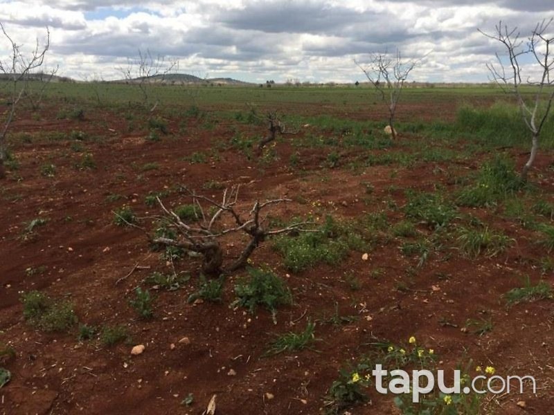 Gaziantep Oğuzeli Altınyurt Mahallesinde 8100 m2 Bahçe