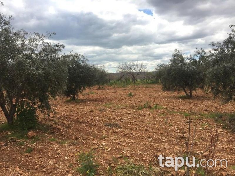 Gaziantep Oğuzeli Altınyurt Mahallesinde 8100 m2 Bahçe