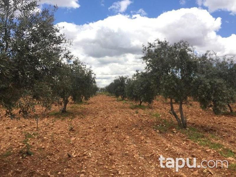 Gaziantep Oğuzeli Altınyurt Mahallesinde 8100 m2 Bahçe