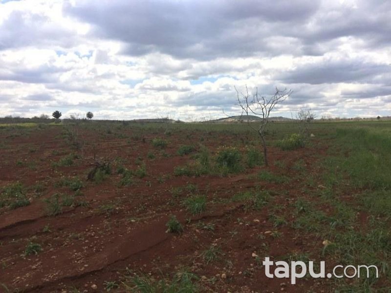 Gaziantep Oğuzeli Altınyurt Mahallesinde 5600 m2 Tarla