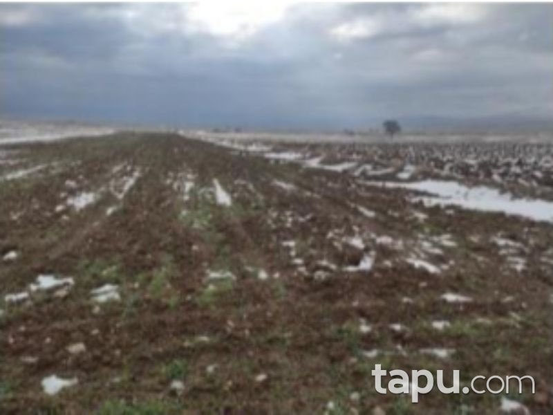 Afyonkarahisar Bolvadin Yörükkaracaören Köyünde 4892 m2 Tarla