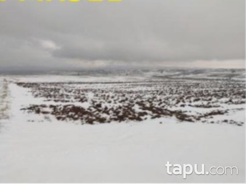 Afyonkarahisar Bolvadin Yörükkaracaören Köyünde 4871 m2 Tarla