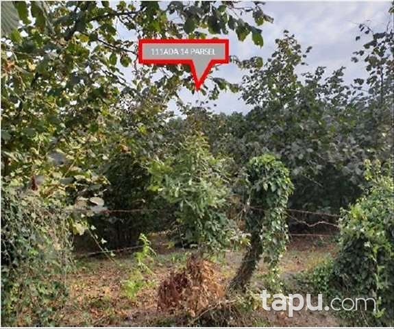 Düzce Merkez Kozluk Mahallesinde 895 m2 Tarla