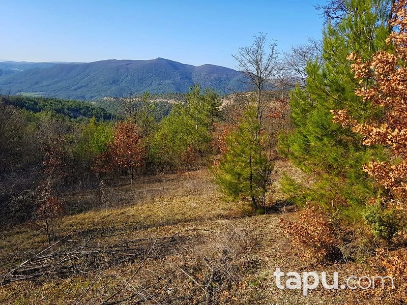 Bilecik Gölpazarı Kuşçuören Köyü'nde 2.265 m2 Tarla