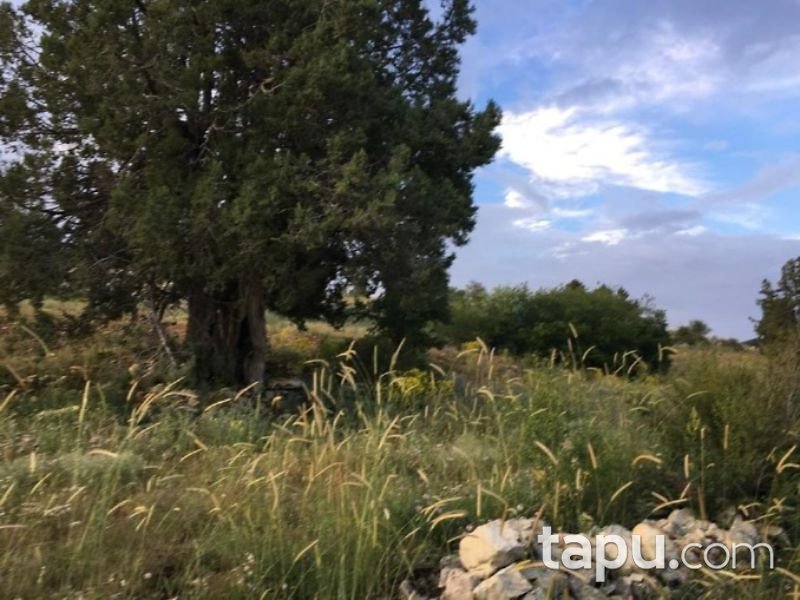 Karaman Ermenek Kazancı Yukarı Mahallesinde 25 Dönüm Tarla