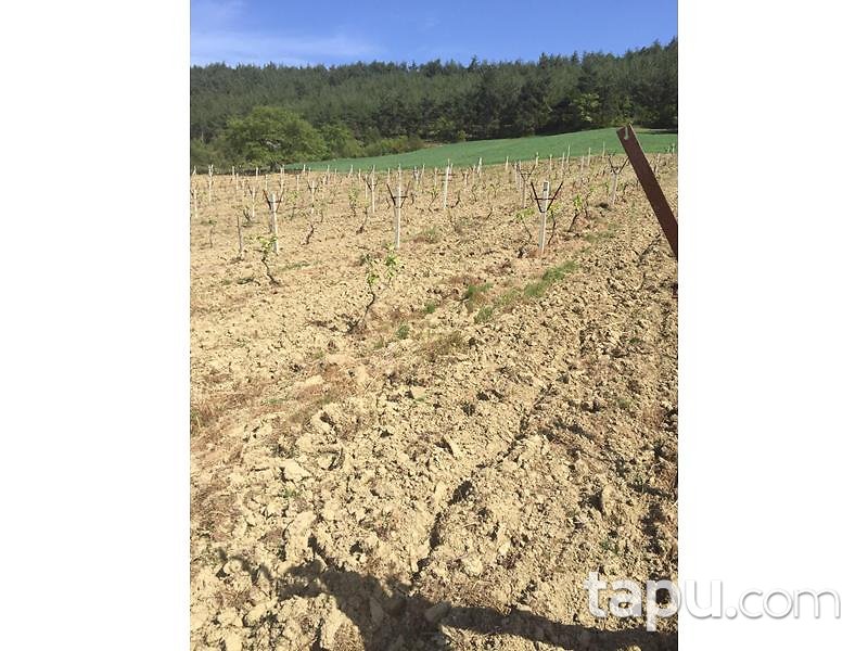 Sakarya Geyve'de 9.273 m2 Tarla