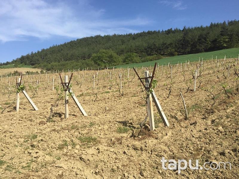 Sakarya Geyve'de 9.273 m2 Tarla