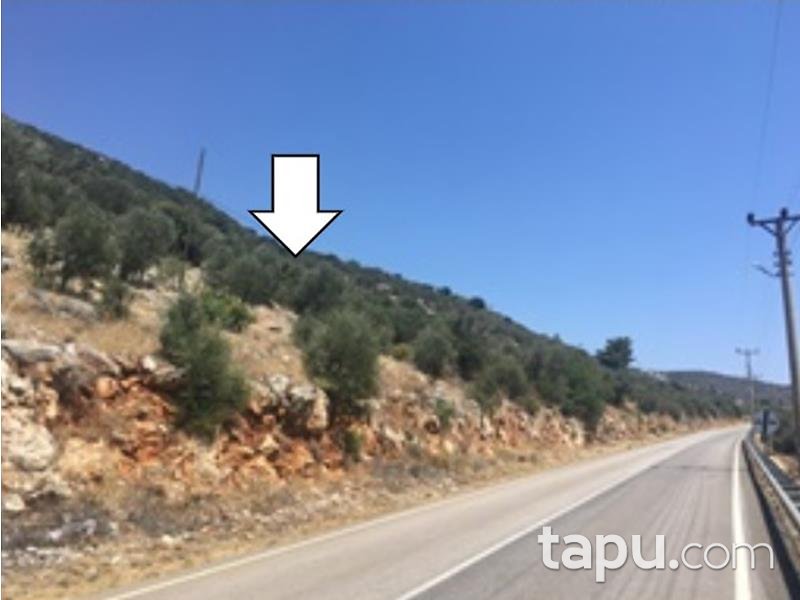 Antalya Kaş Bezirgan Mahallesinde 1/10 Hisseli 1574 m2 Zeytinlik