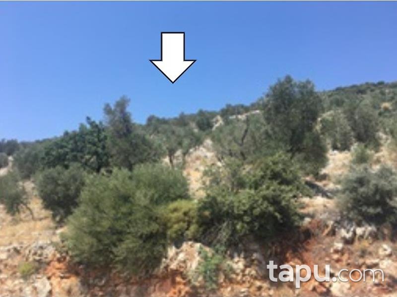 Antalya Kaş Bezirgan Mahallesinde 1/10 Hisseli 1574 m2 Zeytinlik