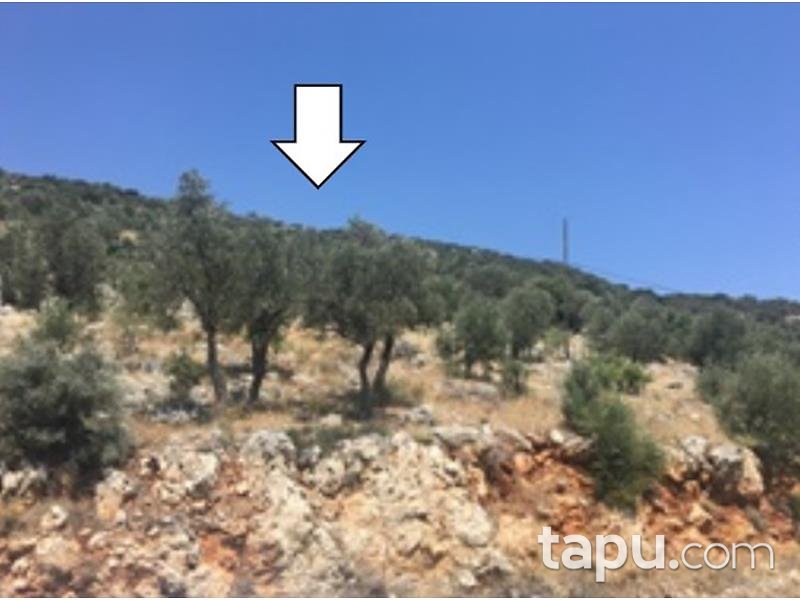 Antalya Kaş Bezirgan Mahallesinde 1/10 Hisseli 1574 m2 Zeytinlik