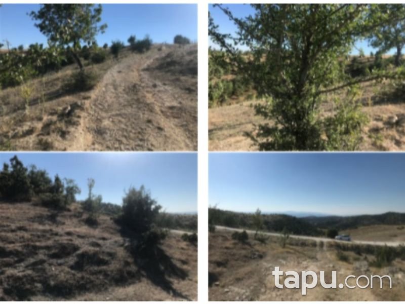 Manisa Demirci İcikler Mahallesi'nde 22 Dönüm Tarla