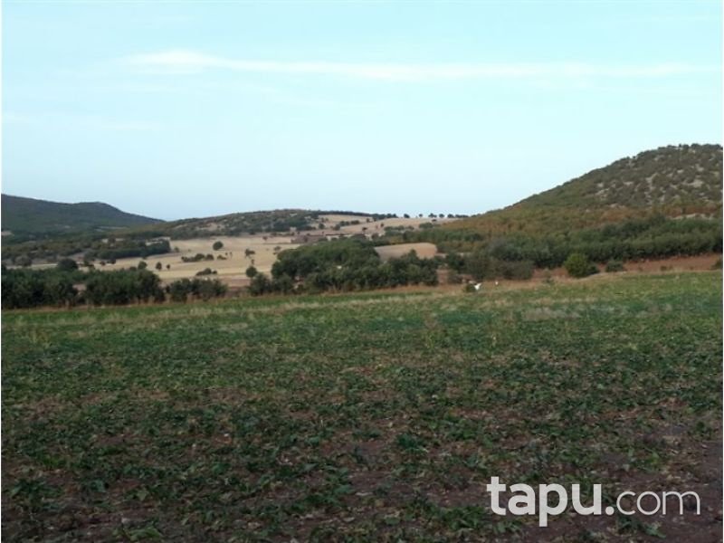Tokat Zile Söğütözü Köyü'nde 3600 m2 Tarla