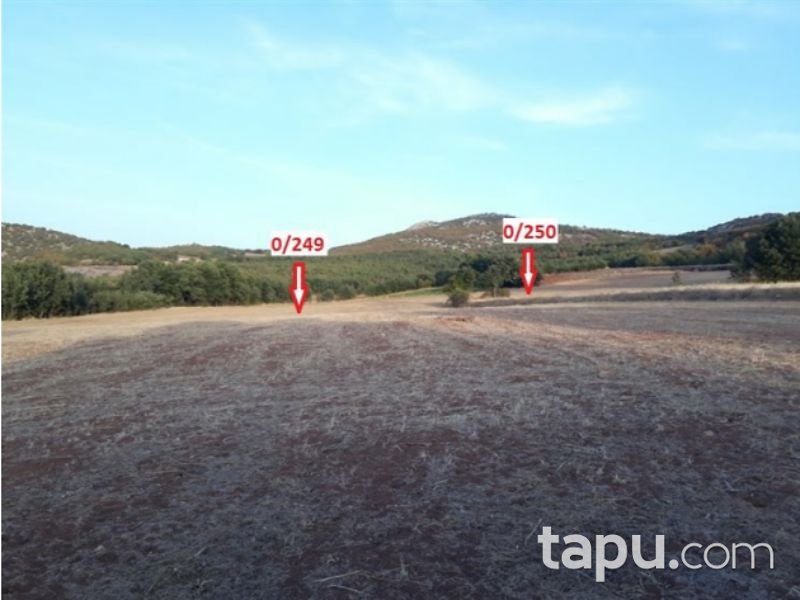 Tokat Zile Söğütözü Köyü'nde 2000m2 Tarla