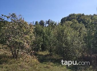 Bartın Amasra Kazpınarı Mahallesi'nde 6687m2 Tarla