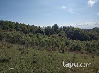 Bartın Amasra Kazpınarı Mahallesi'nde 6687m2 Tarla