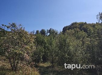 Bartın Amasra Kazpınarı Mahallesi'nde 6687m2 Tarla