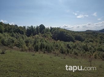 Bartın Amasra Kazpınarı Mahallesi'nde 6687m2 Tarla