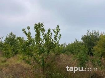 Elazığ Baskil Pınarlı Köyünde 4576m2 Kerpiç Ev ve Bahçesi