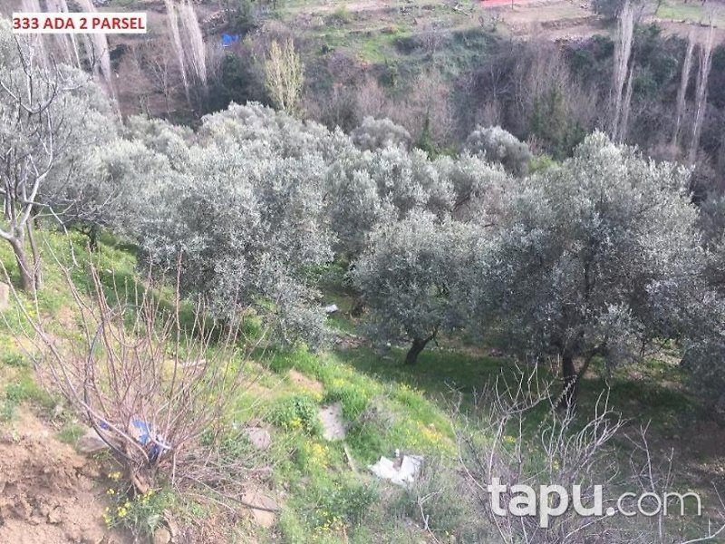 İzmir Ödemiş Bıçakçı Mahallesinde 1228 m2 Bahçe