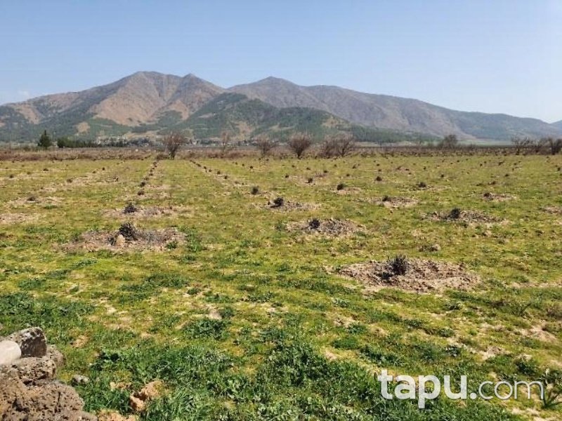 Gaziantep İslahiye Aydınoğlu Mahallesinde 7750 m2 Üzüm Bağ