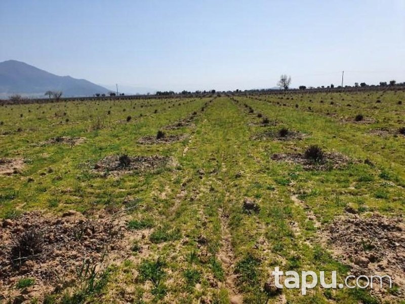 Gaziantep İslahiye Aydınoğlu Mahallesinde 7750 m2 Üzüm Bağ