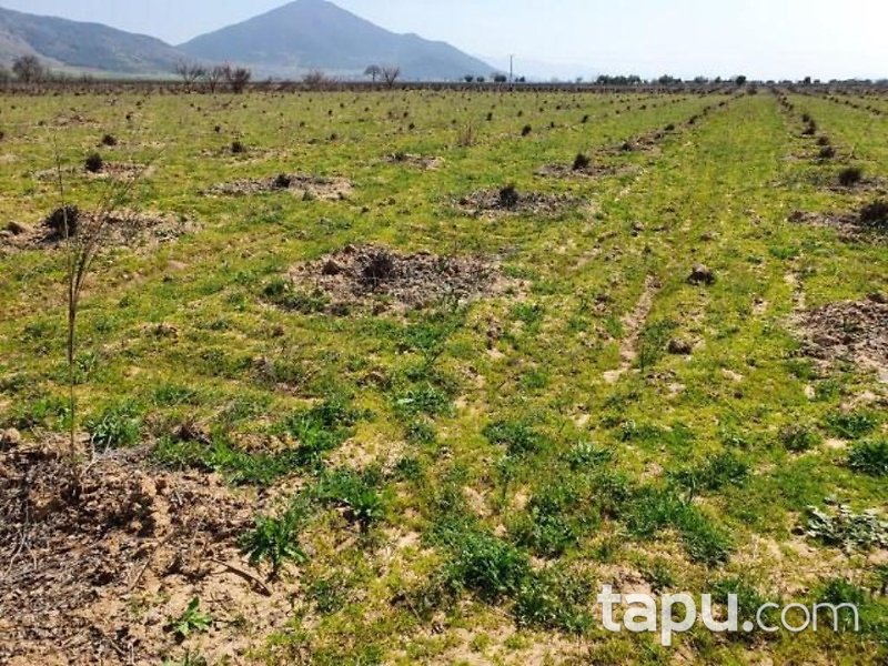 Gaziantep İslahiye Aydınoğlu Mahallesinde 7750 m2 Üzüm Bağ