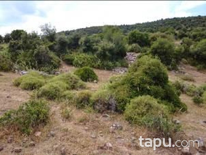 İzmir Dikili Çandarlı Mahallesi Koru Mevkiinde Hisseli 87 m2 Arsa