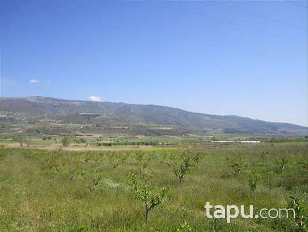 Bilecik Söğüt ilçesi Yakacık Mahallesi'nde 4125 m2 Tarla