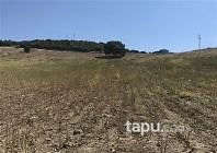 Manisa Köprübaşı Saraycık Mahallesi'nde 14 Dönüm Tarla