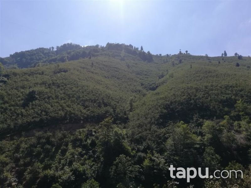 Ordu Ulubey Azak Mahallesi'nde 3410 m2 Fındık Bahçesi