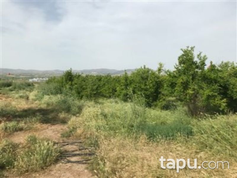 Manisa Alaşehir Örnekköy Mahallesi'nde 5073 m2 Bağ